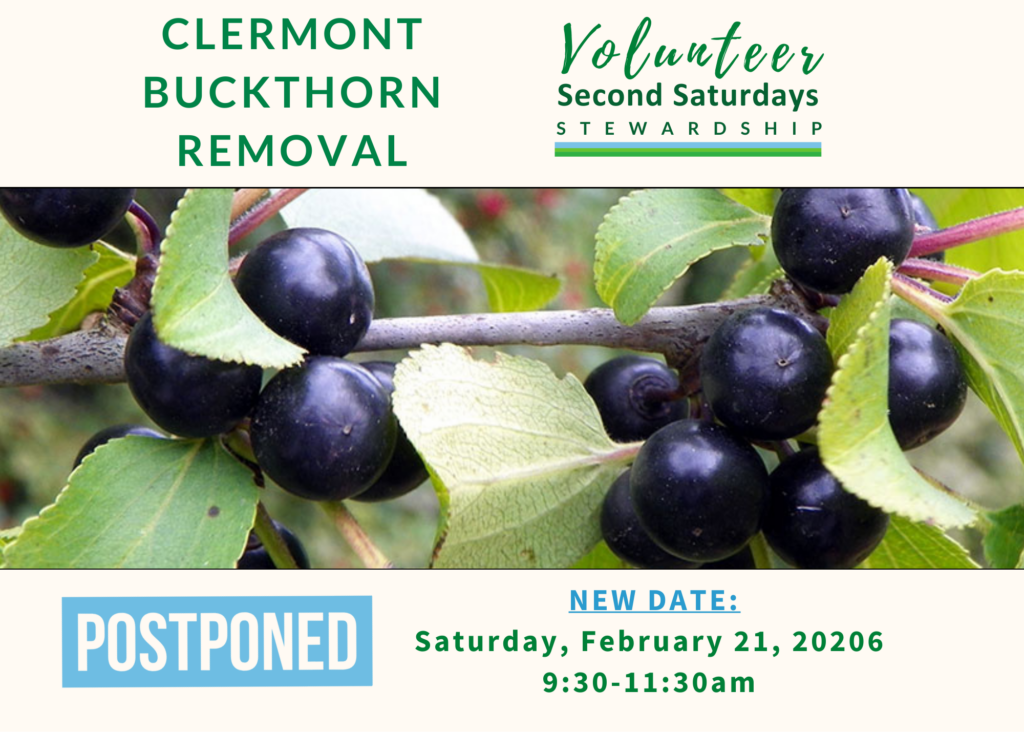 Join Us to Combat Invasive Buckthorn