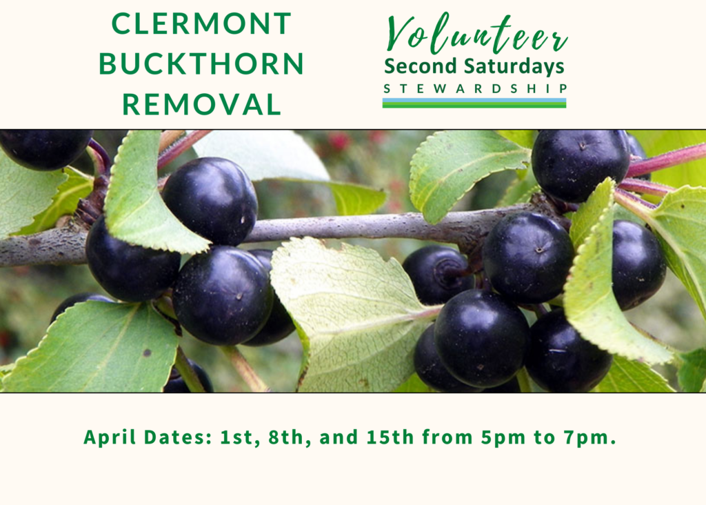 Join Us to Combat Invasive Buckthorn
