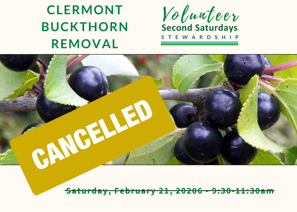 Join Us to Combat Invasive Buckthorn