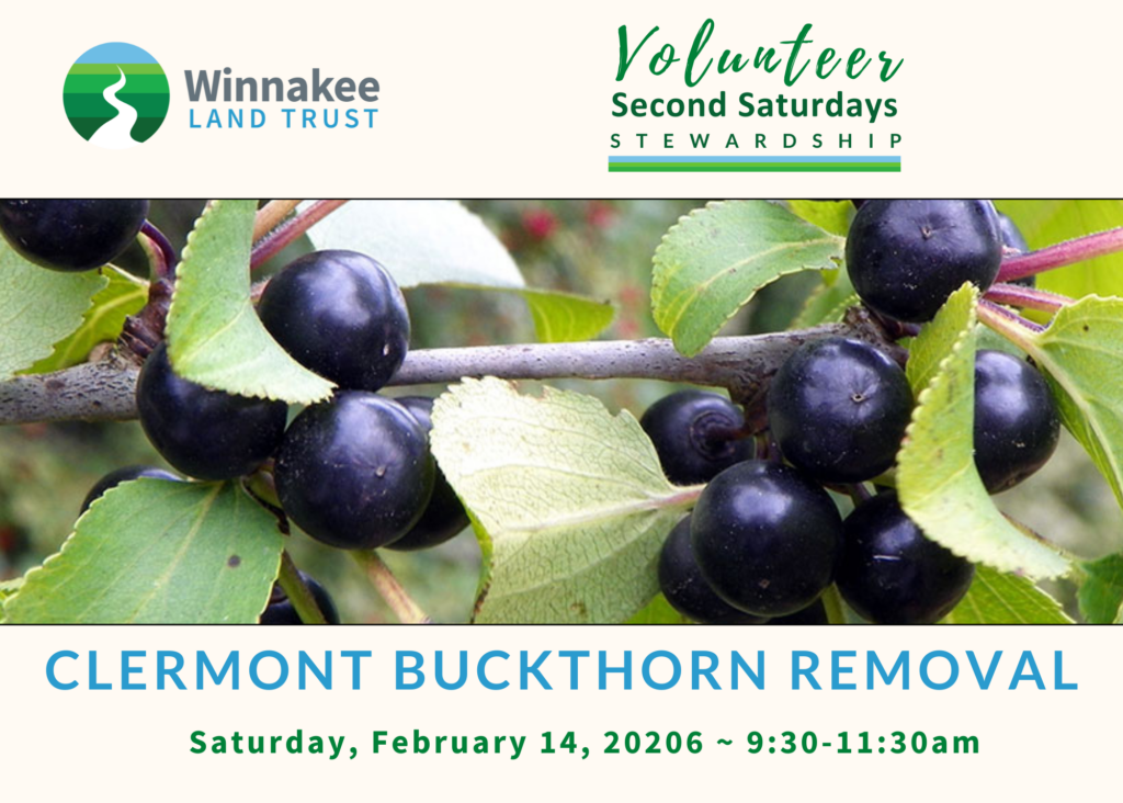 Join Us to Combat Invasive Buckthorn