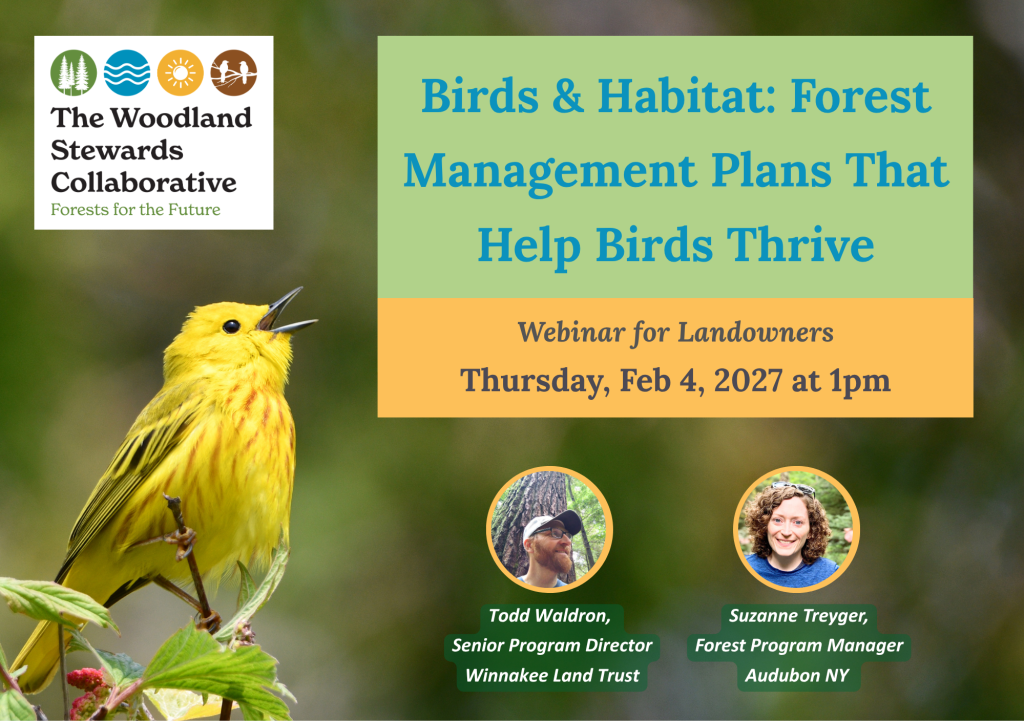 Birds & Habitat: Forest Management Plans That Help Birds Thrive