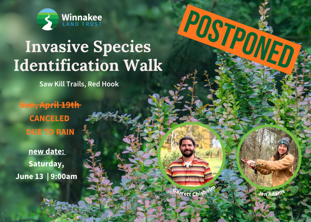 Invasive Species ID Walk at Saw Kill