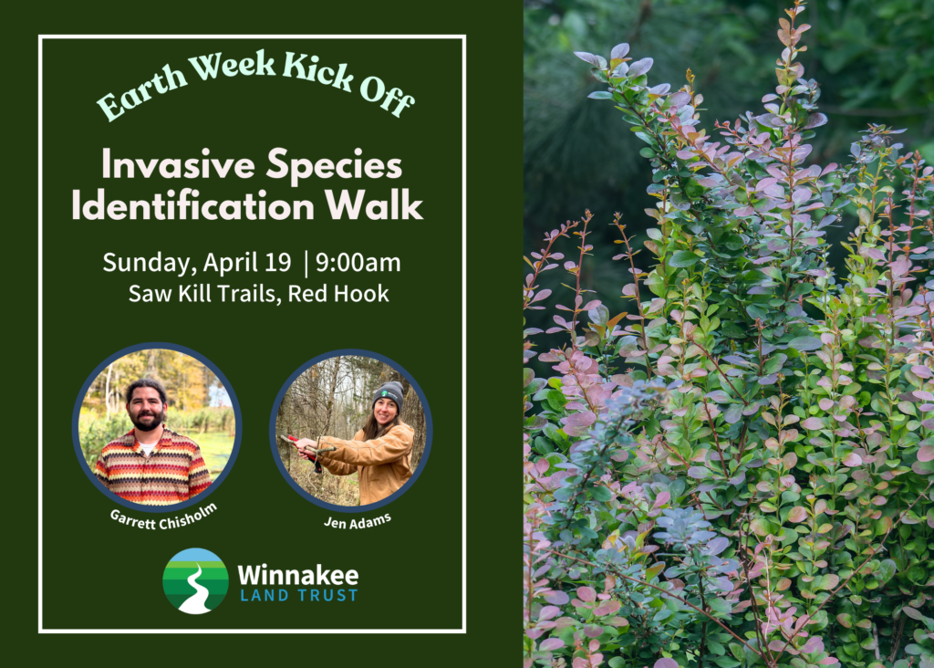 Invasive Species ID Walk at Saw Kill