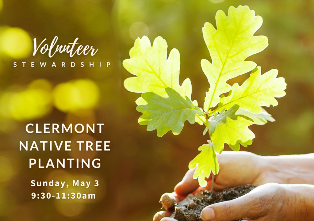 Native Tree Planting in Clermont