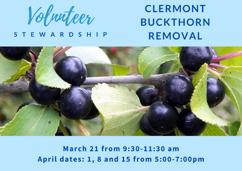Join Us to Combat Invasive Buckthorn