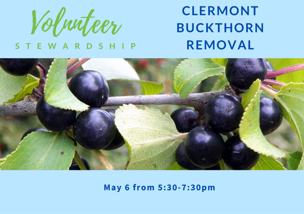 Join Us to Combat Invasive Buckthorn