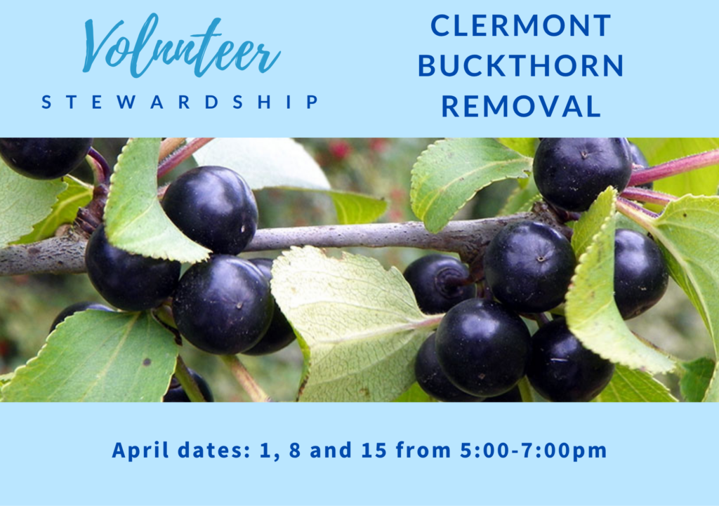 Join Us to Combat Invasive Buckthorn