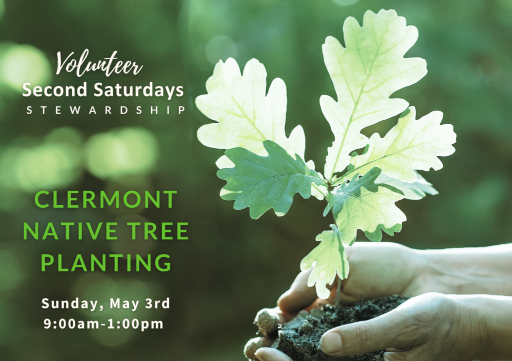 Native Tree Planting in Clermont