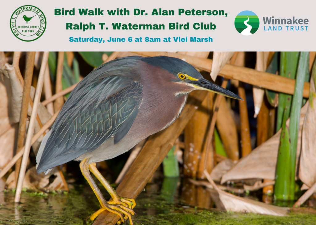 Bird Walk at Vlei Marsh with Waterman Bird Club