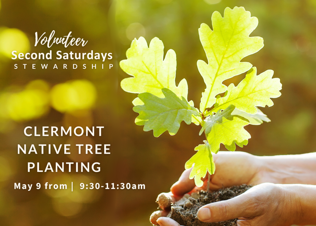 Native Tree Planting in Clermont