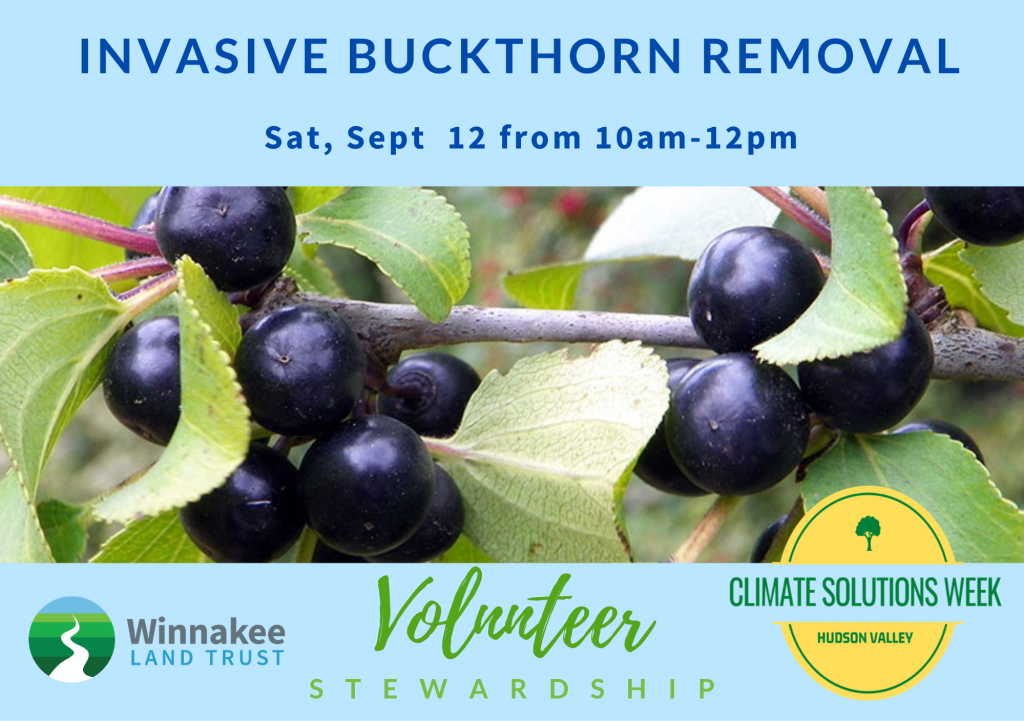 Pulling for the Planet: Join Us to Combat Invasive Buckthorn and See a Forest Regeneration Project in Action