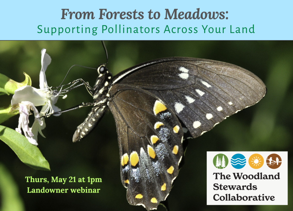 From Forests to Meadows: Supporting Pollinators Across Your Land