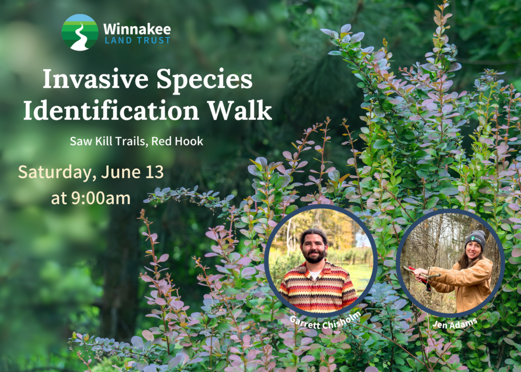 Invasive Species ID Walk at Saw Kill
