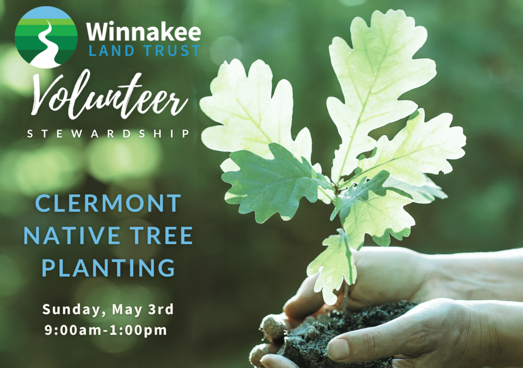 Native Tree Planting in Clermont