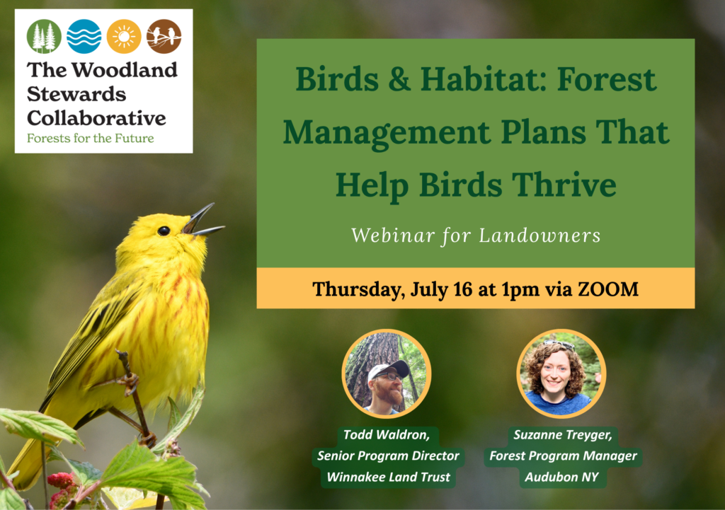 Birds & Habitat: Forest Management Plans That Help Birds Thrive